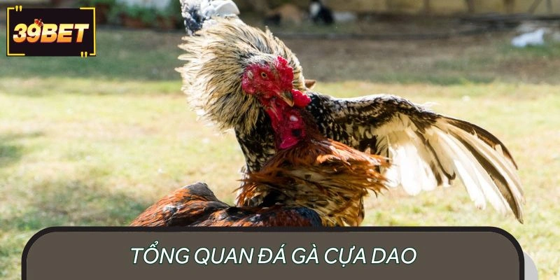Khái quát về thể loại đấu gà cựa dao